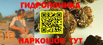 стафф Кингисепп
