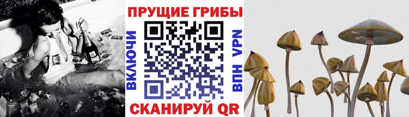 дарк нет Telegram  KRAKEN как зайти  Мытищи  Галлюциногенные грибы Psilocybe 